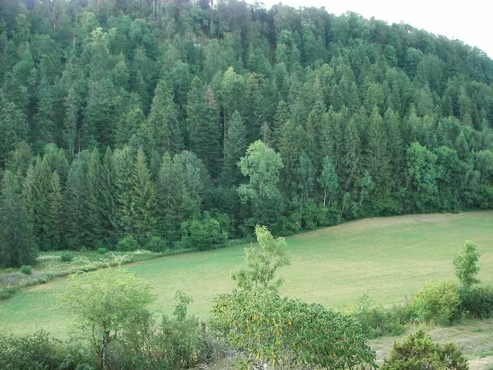 La forêt du Haut-Jura et les prairies autour du gîte