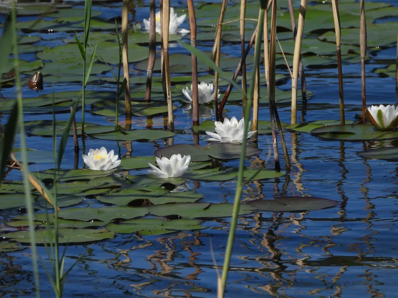 Les nénuphars en fleurs sur le lac d'Étival