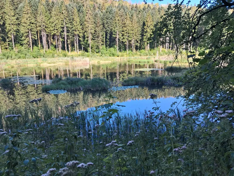 Le lac de l'Assencière, bordé de sapins et de nénuphars